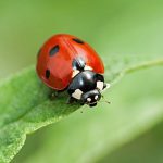 lady-bug-on-leaf.jpg.653x0_q80_crop-smart