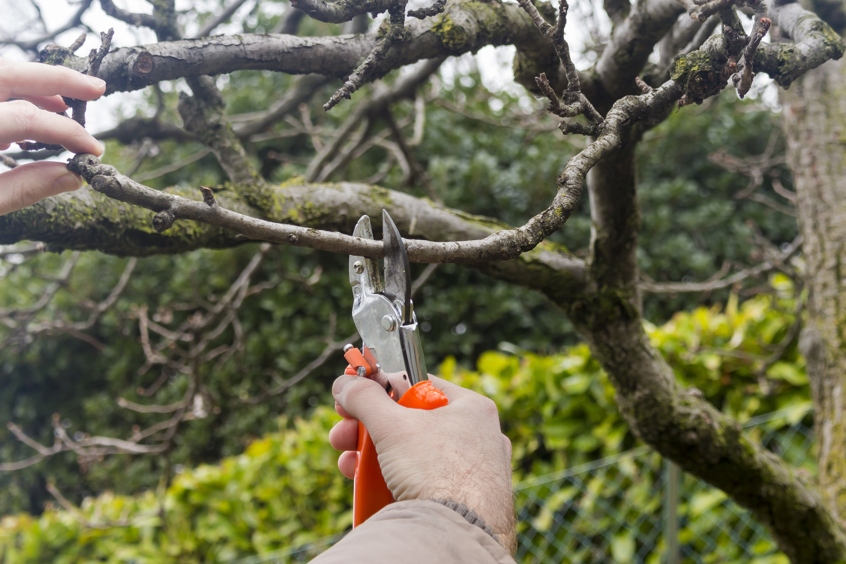 Garden on sale shears woodies