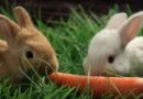 What’s up doc, is a plant-based diet right for me?