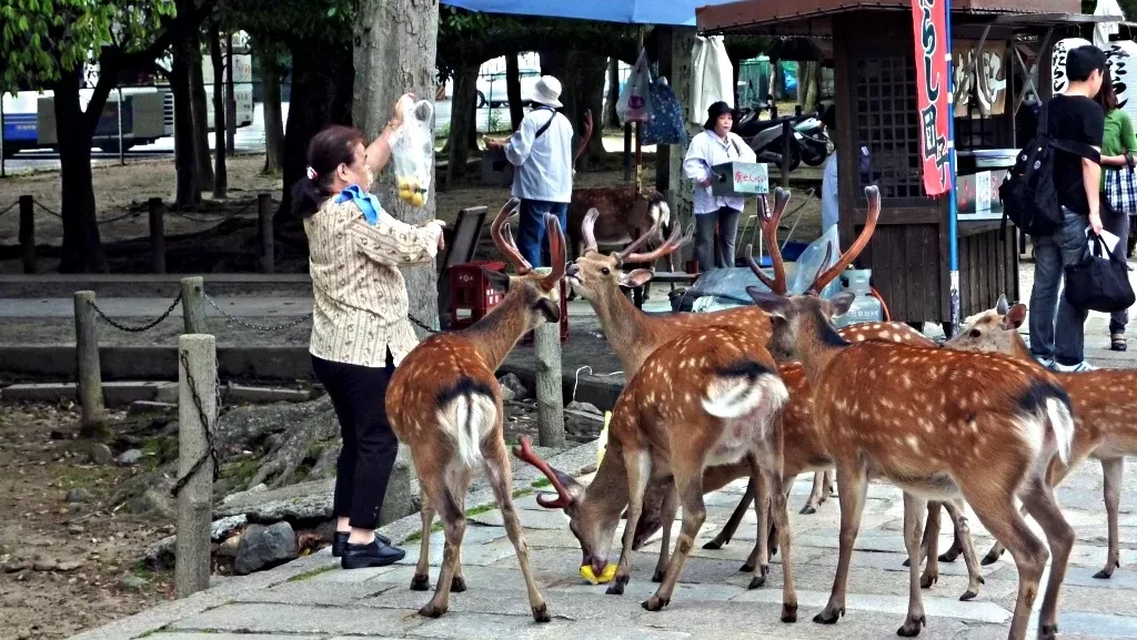 DNR adds eight counties to deer feeding and attractant ban