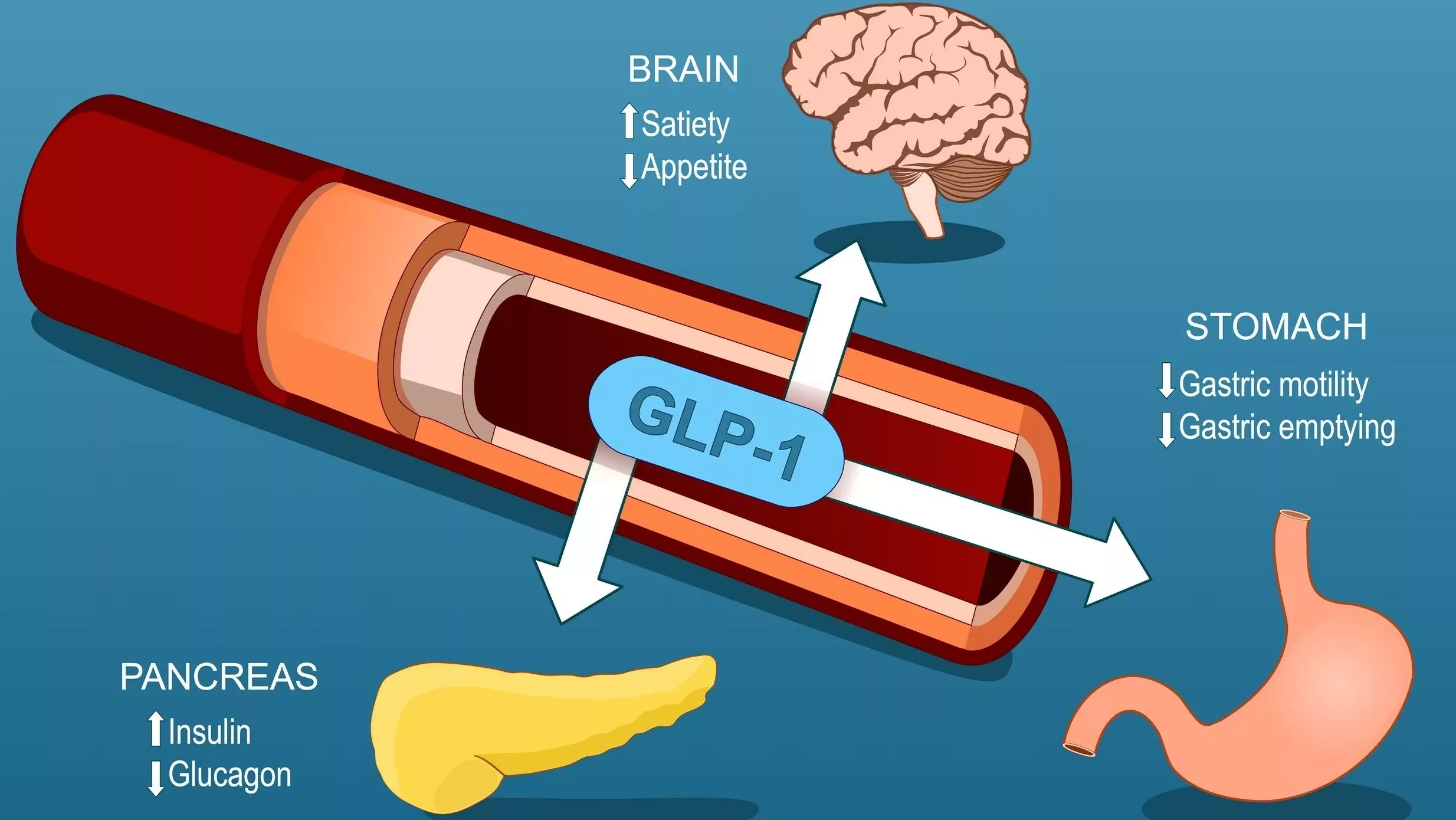 A Deeper Dive Into Glp-1’s – A New Healthcare Tool For Weight Loss