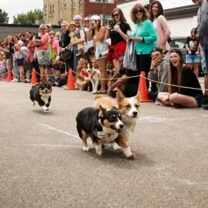Wiener Dog Races at Grand Old Day
