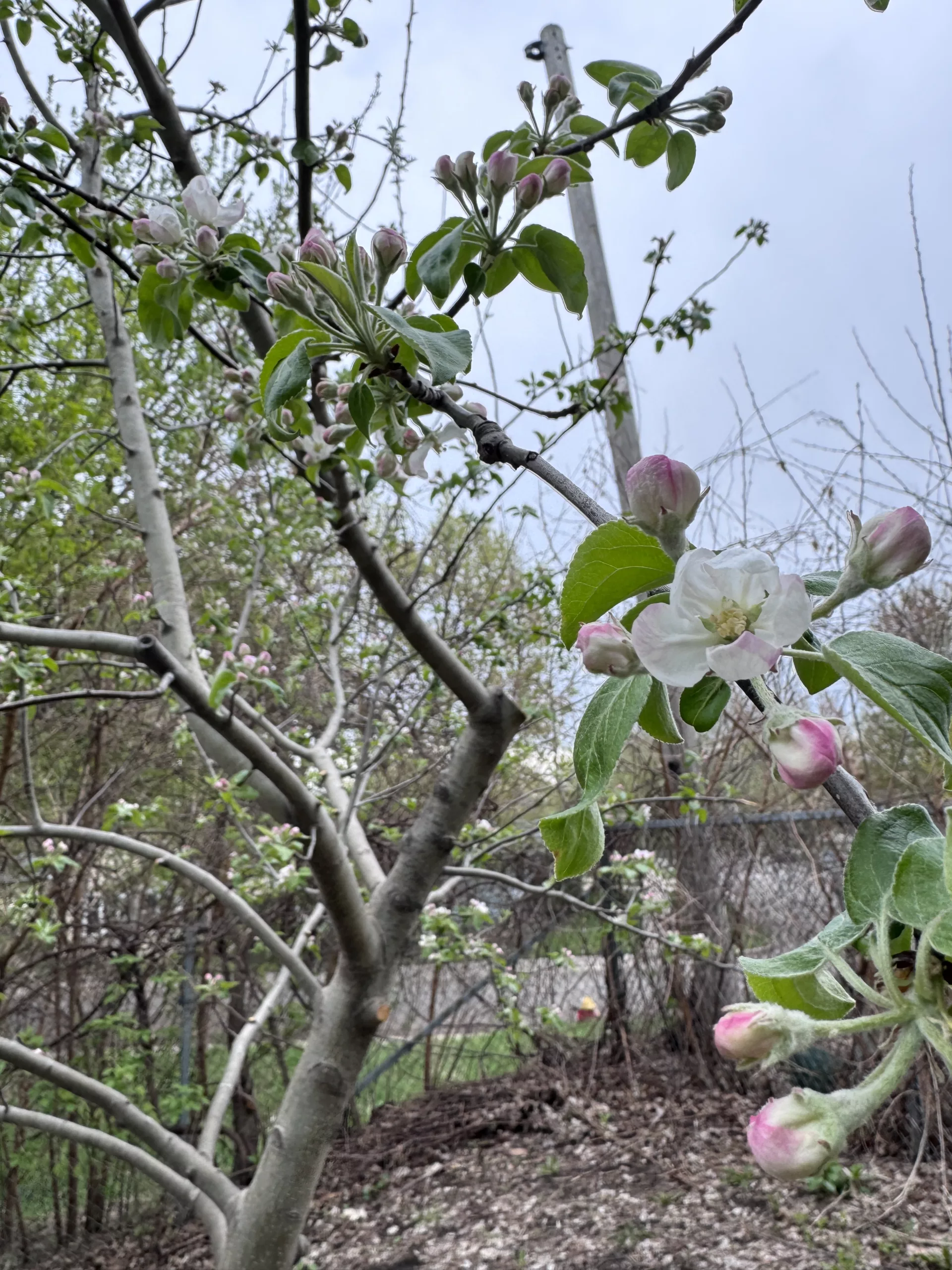 St. Paul Adopts Citywide Tree-Preservation Standards