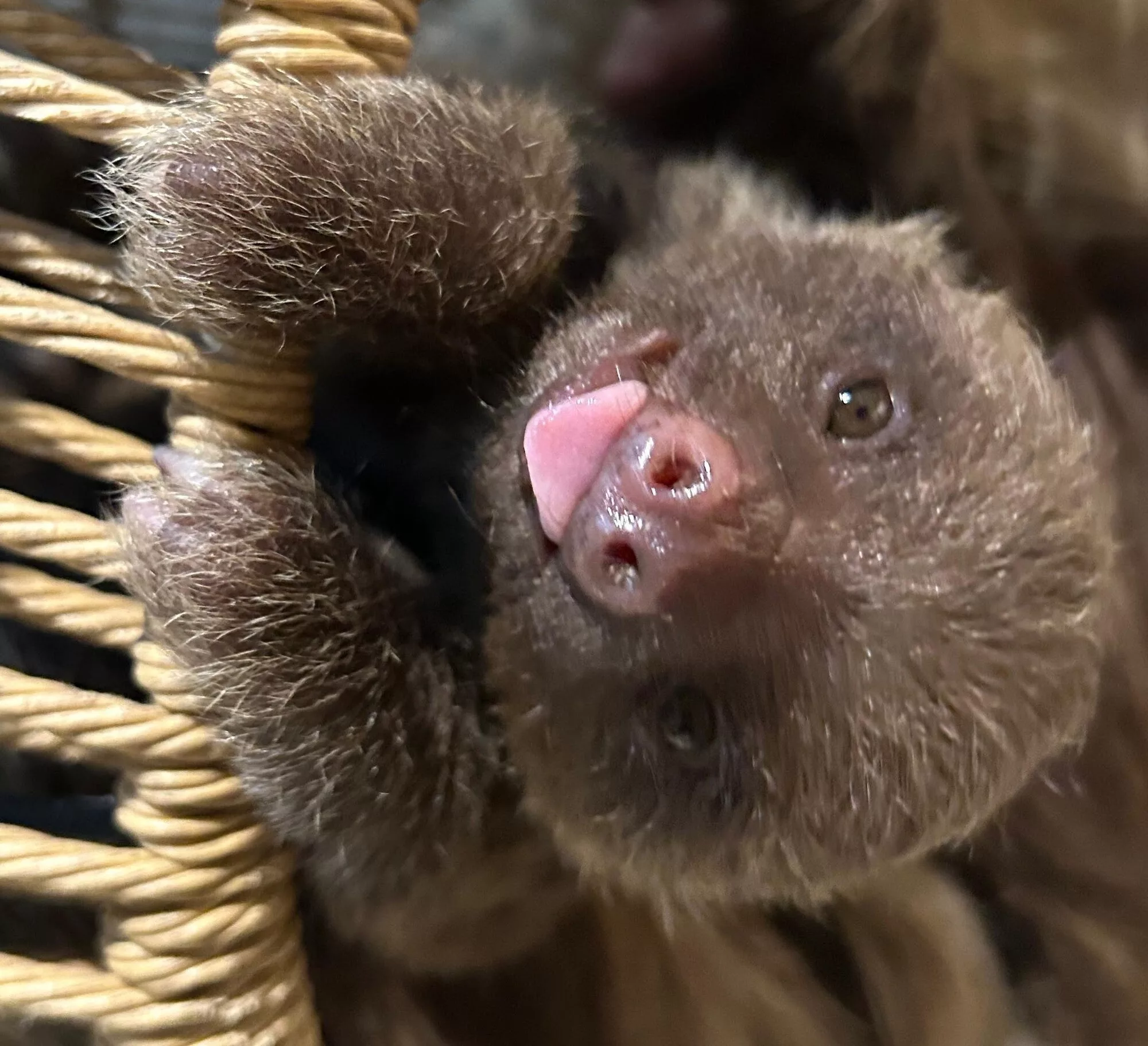 Como Zoo Names Baby Sloth Cusi